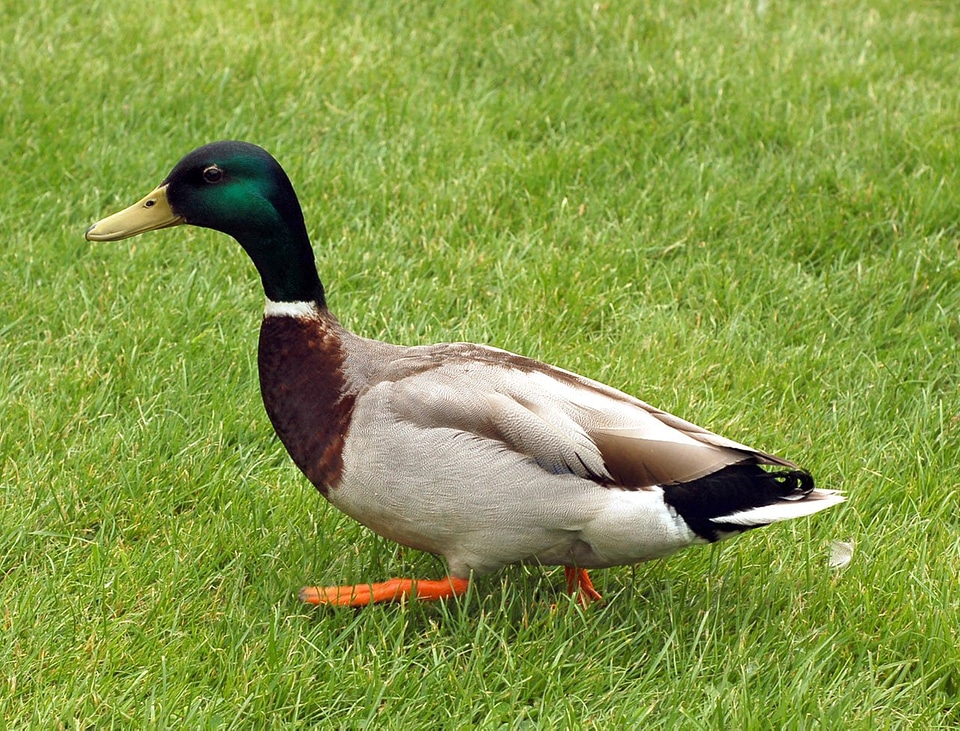 Duck bird mallard photo