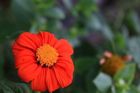 Green orange spring photo