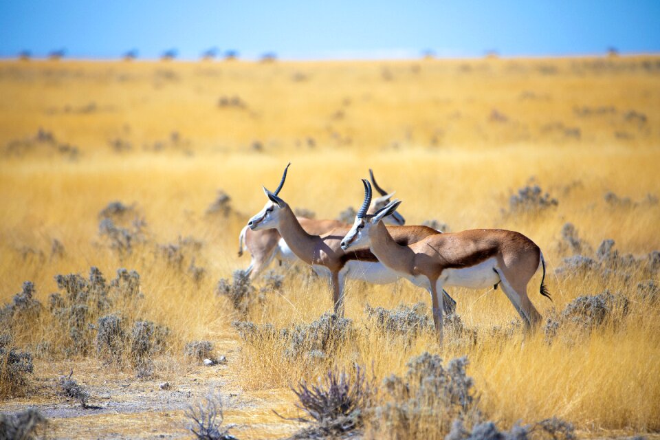 Animal namibia nature