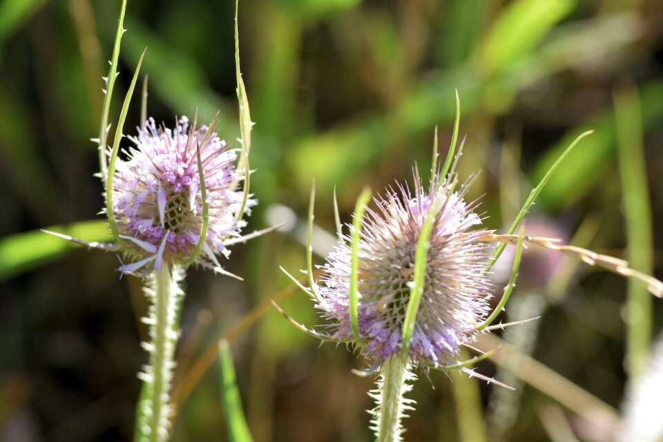 Flower nature meadow
