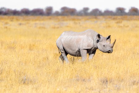 Safari pachyderm rhinoceros