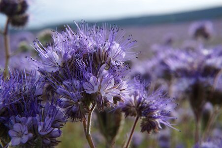 Purple violet landscape