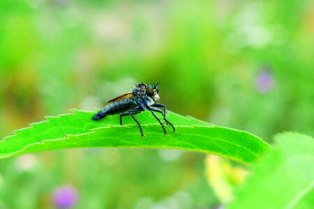 Insect animals invertebrates