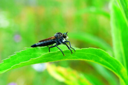 Insect animals invertebrates