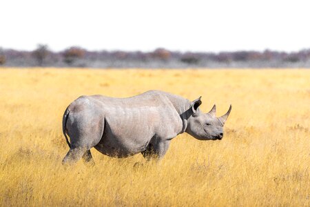 Safari pachyderm rhinoceros