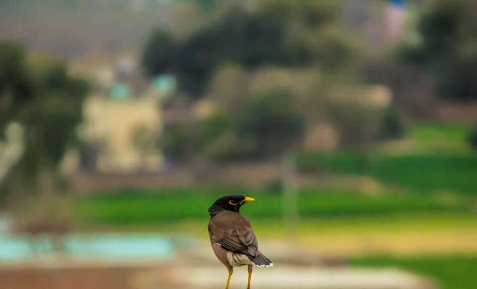 Wildlife wild beak