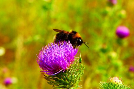 Animals nature invertebrates