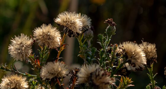 Faded nature plant
