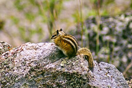 Chipmunk nature cute photo