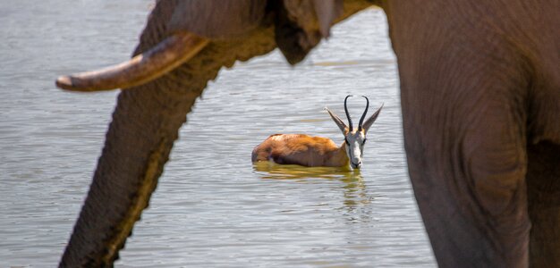 Water hole africa animal photo