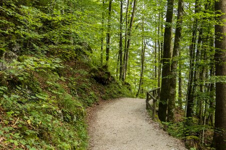Nature path forest path