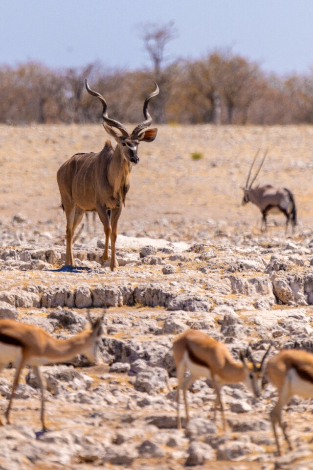 Africa nature mammal