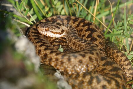 Animal nature head