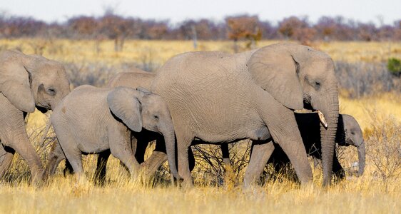 Baby elephant africa mammal