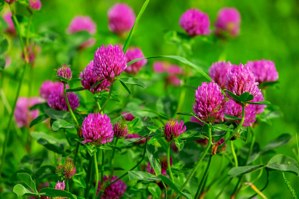 Purple red clover trifolium pratense