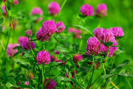 Purple red clover trifolium pratense photo