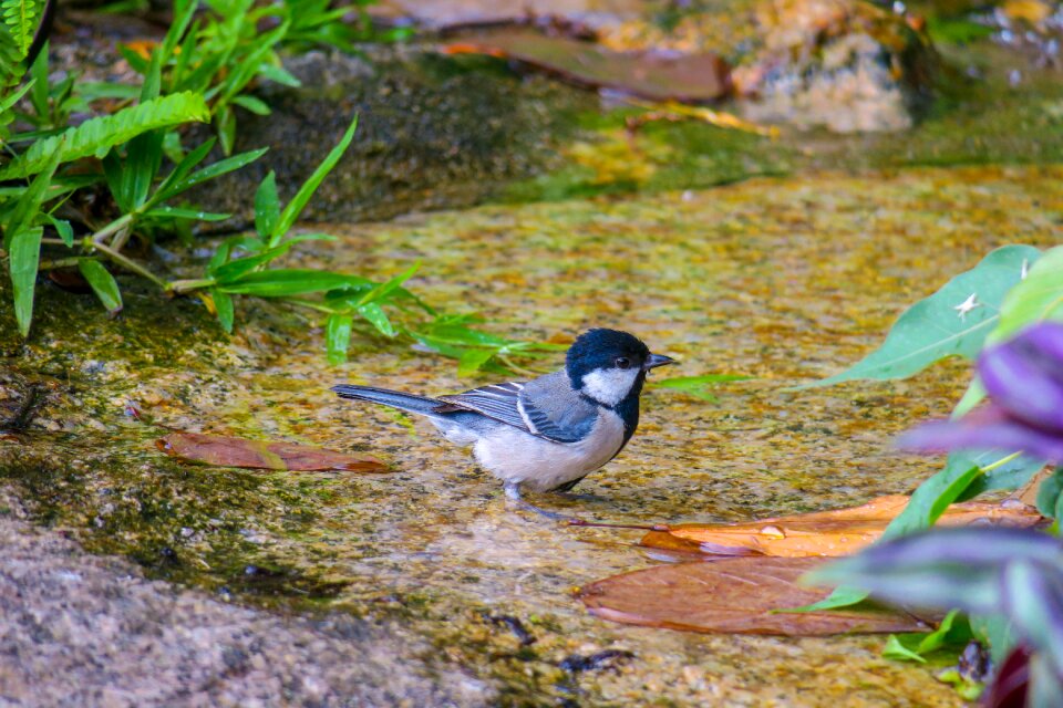 Wildlife outdoor animal