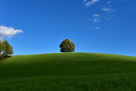 Green tree hill photo