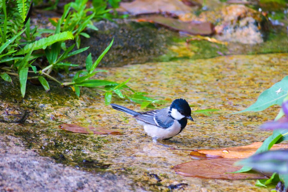 Wildlife outdoor animal