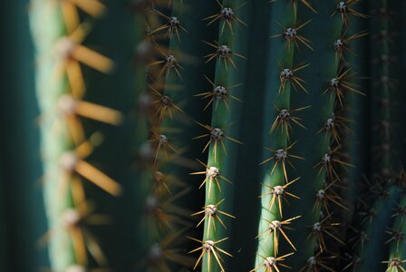 Plant nature thorny