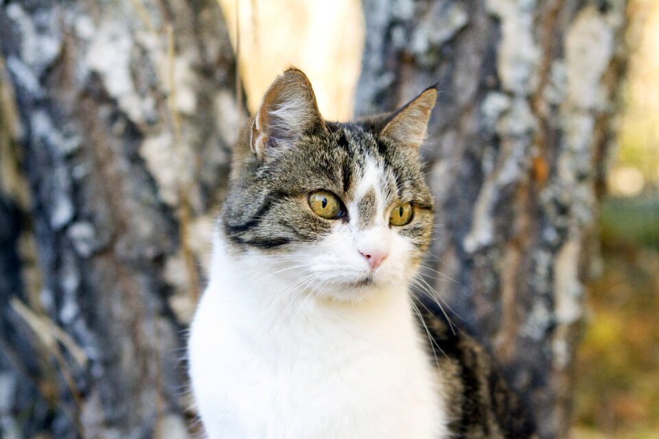 Feline mammal hunting
