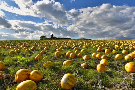 Pumpkin box pumpkins sky