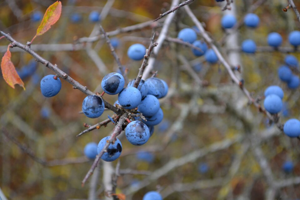Sloes blueberries bush
