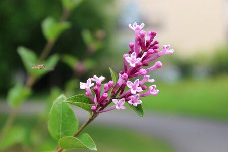 Fly bloom close up photo