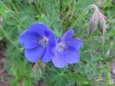 Bloom cranesbill blossom photo