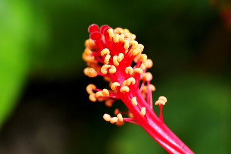 Anthers filament flower male part