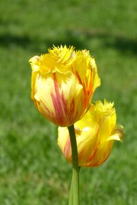 Summer tulip yellow photo