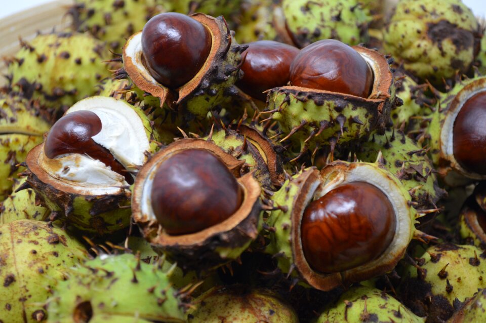 Chestnut nut nature