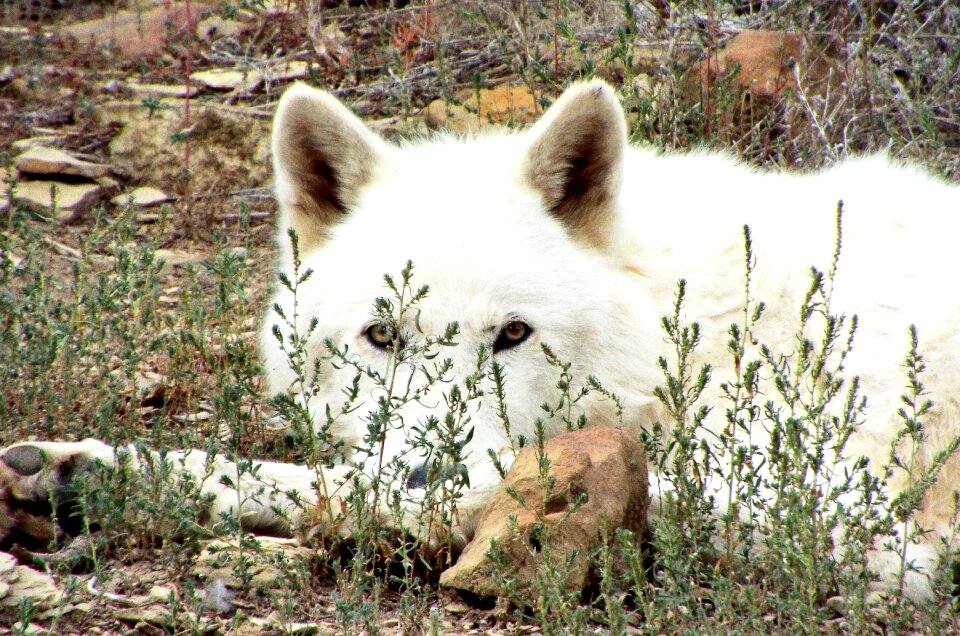 Outdoor carnivore nature