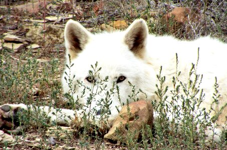 Outdoor carnivore nature