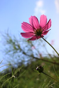 Plants summer flower garden photo