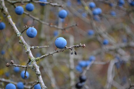Blue blueberries bush photo