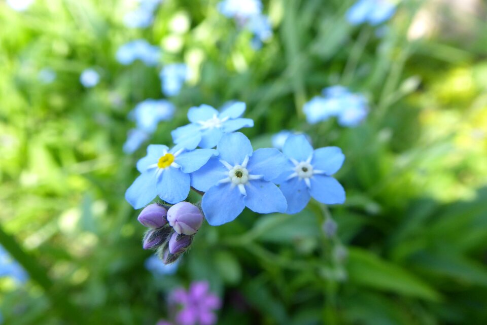 Summer garden forget