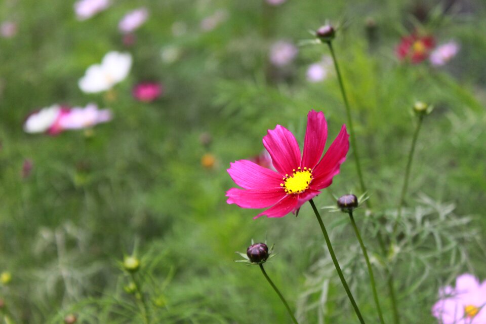 Plants summer flower garden