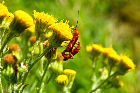 Male female mating