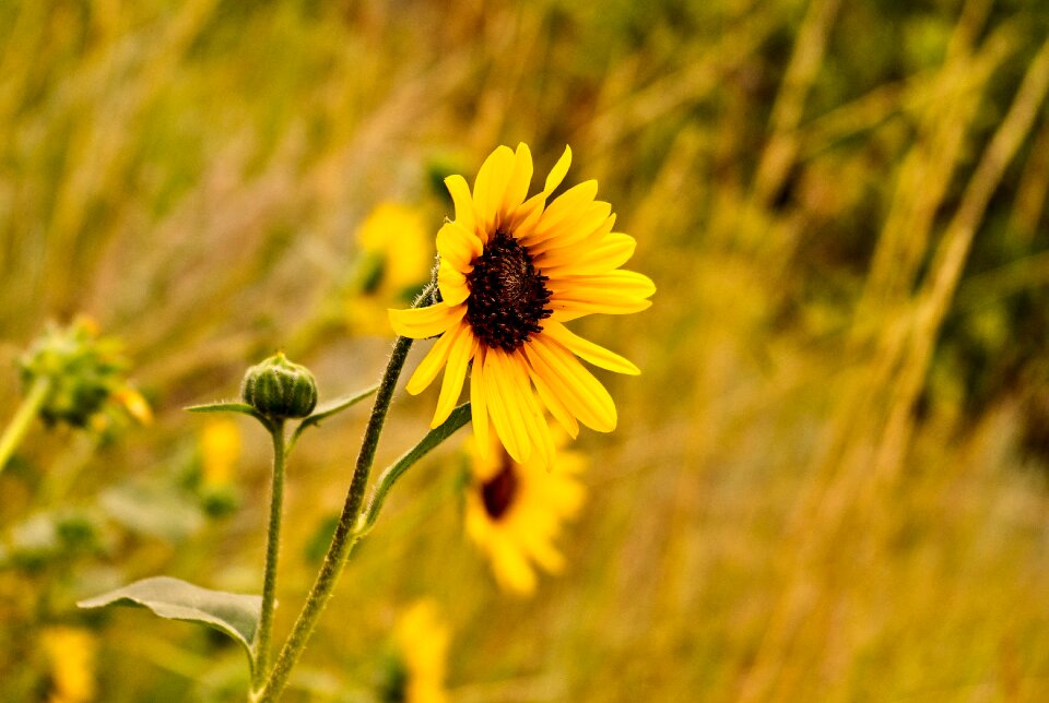 Bloom yellow nature
