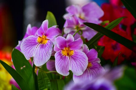 Spring nature flowering photo