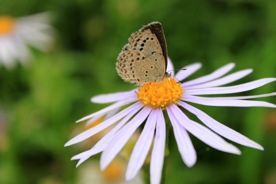Plants autumn butterfly