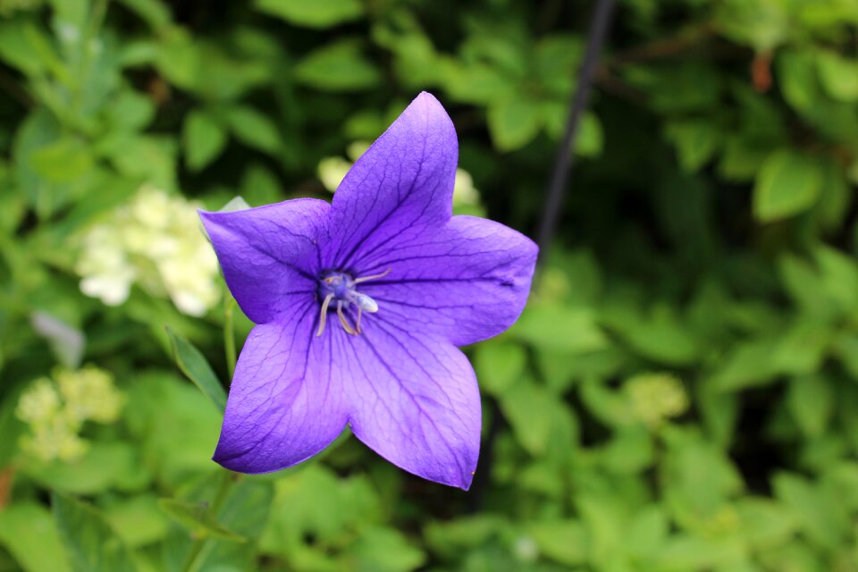 Purple flower purple bellflower