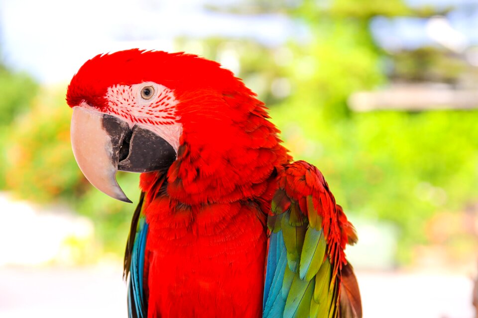 Exotic animals nature