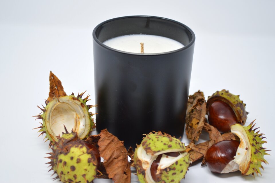 Chestnut nut nature