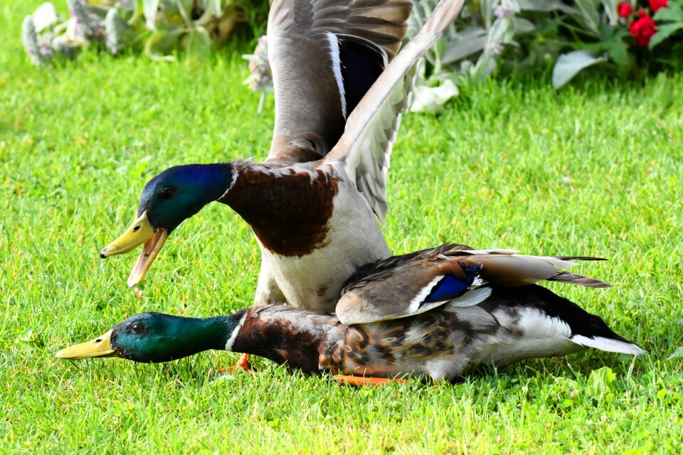 Argue fight waterfowl
