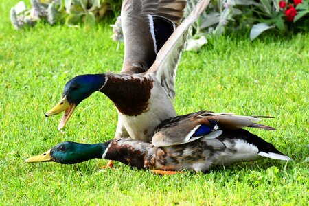 Argue fight waterfowl