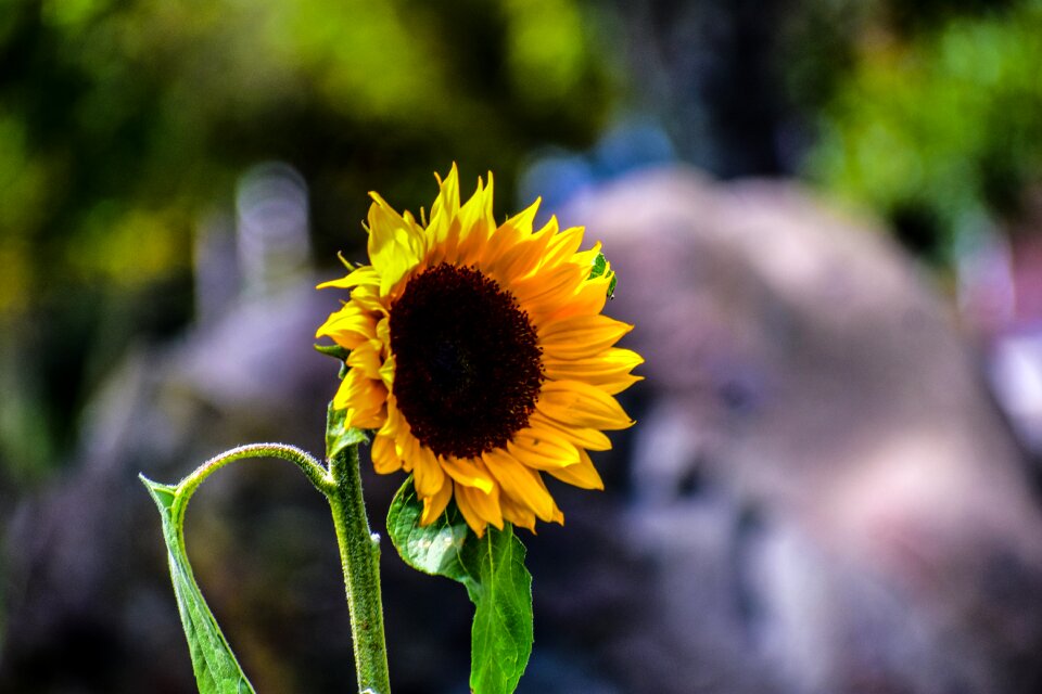 Spring nature flowering