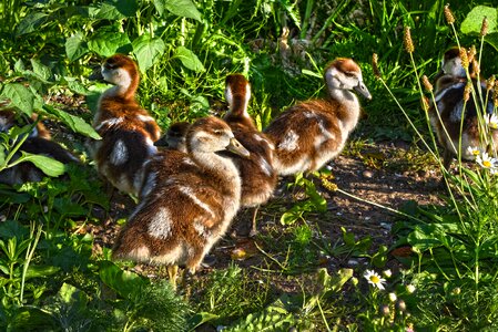 Bird animal wildlife photo