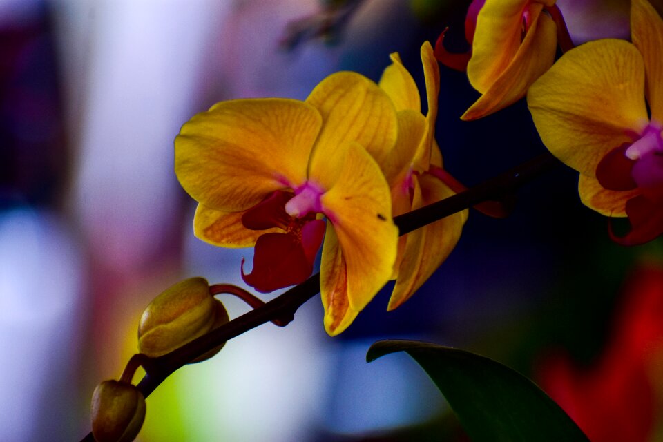 Spring nature flowering